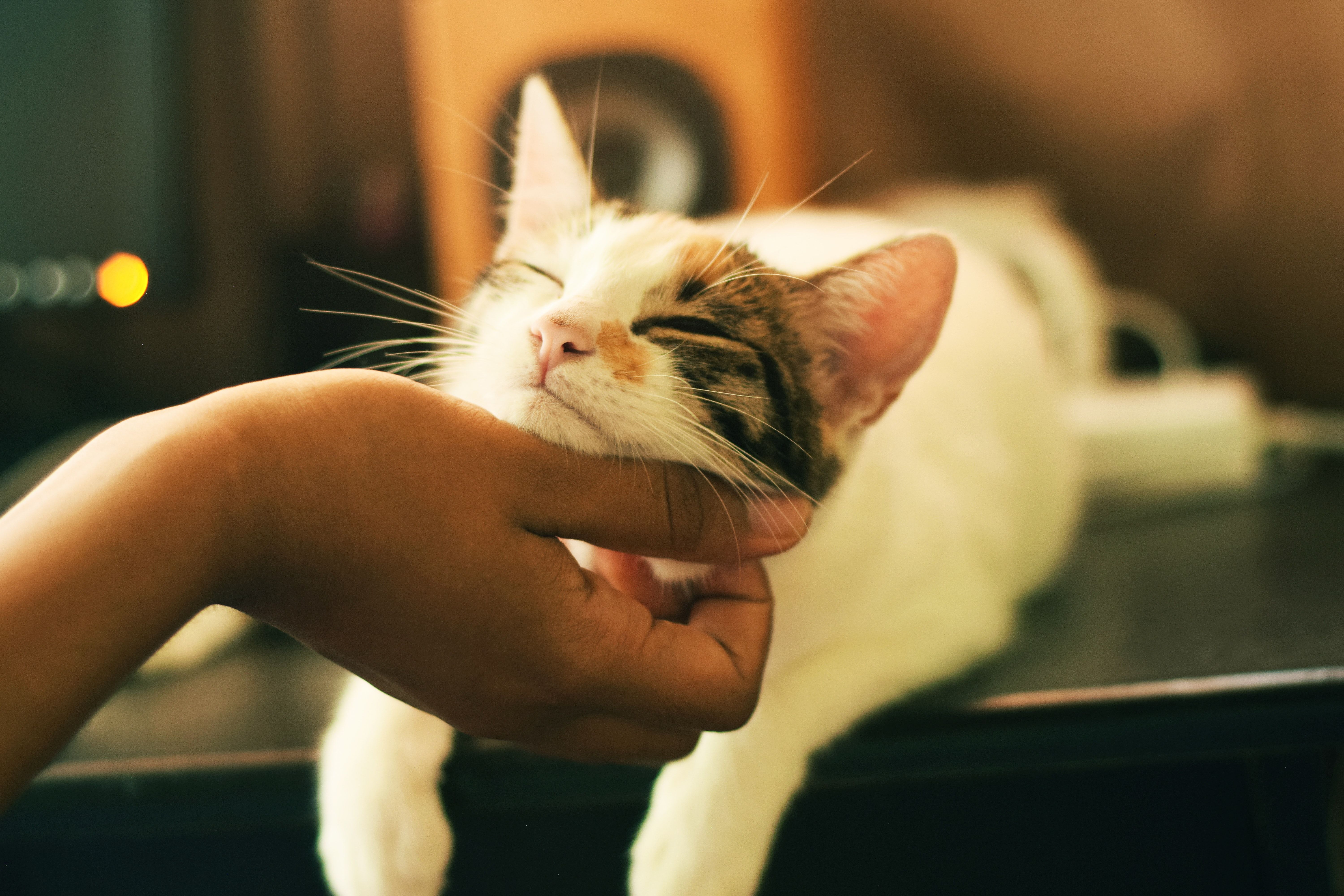 Bliss Bee Pet, Curitiba